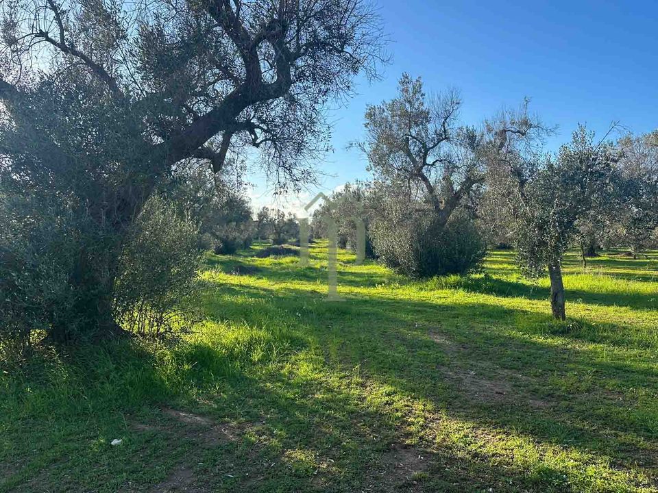 Helårsgrund i San Vito dei Normanni, Brindisi - foto 5